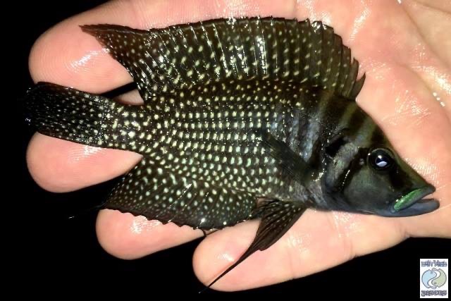 Altolamprologus calvus 'Sumbu' (Black)